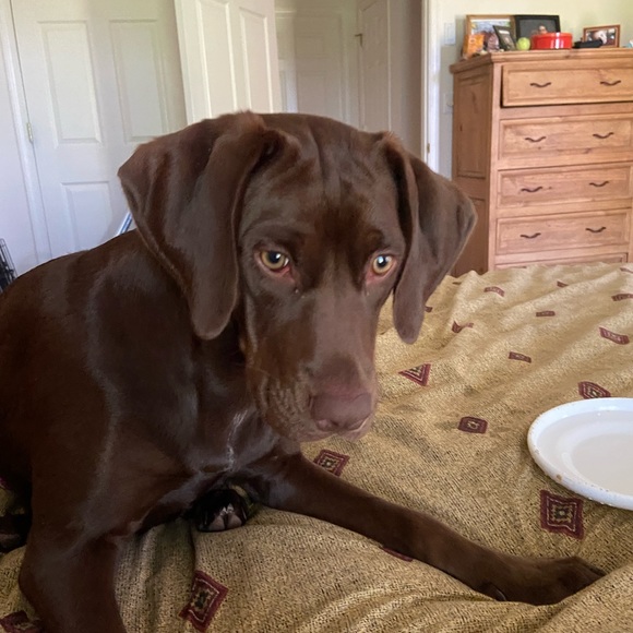 Our Bailey & meet Sadie —part 2 - Picture 13 of 16